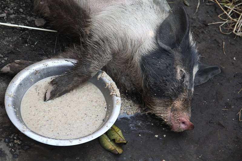 A pig laying down next to a bowl of food.