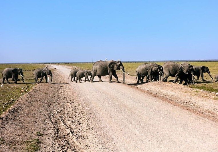 family+of+elephants