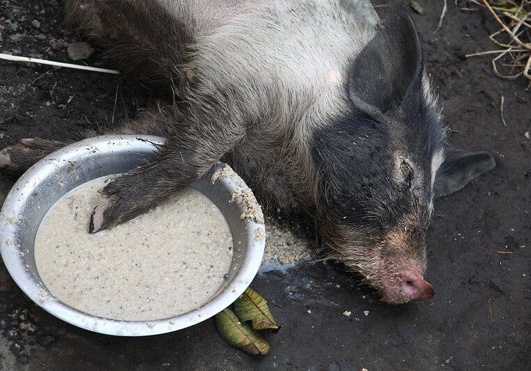 A pig laying down next to a bowl of food.